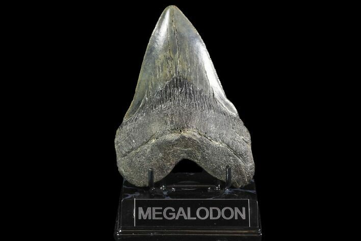 Fossil Megalodon Tooth - South Carolina #95299